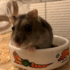Dværghamster Tim