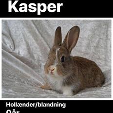 Kanin Kasper