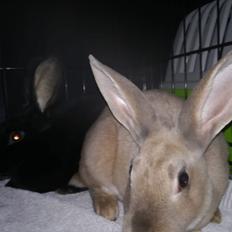 Kanin Sandy: standard rex 