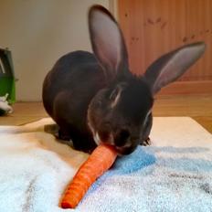 Kanin Rex: standard rex 