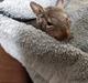 Degu Piv