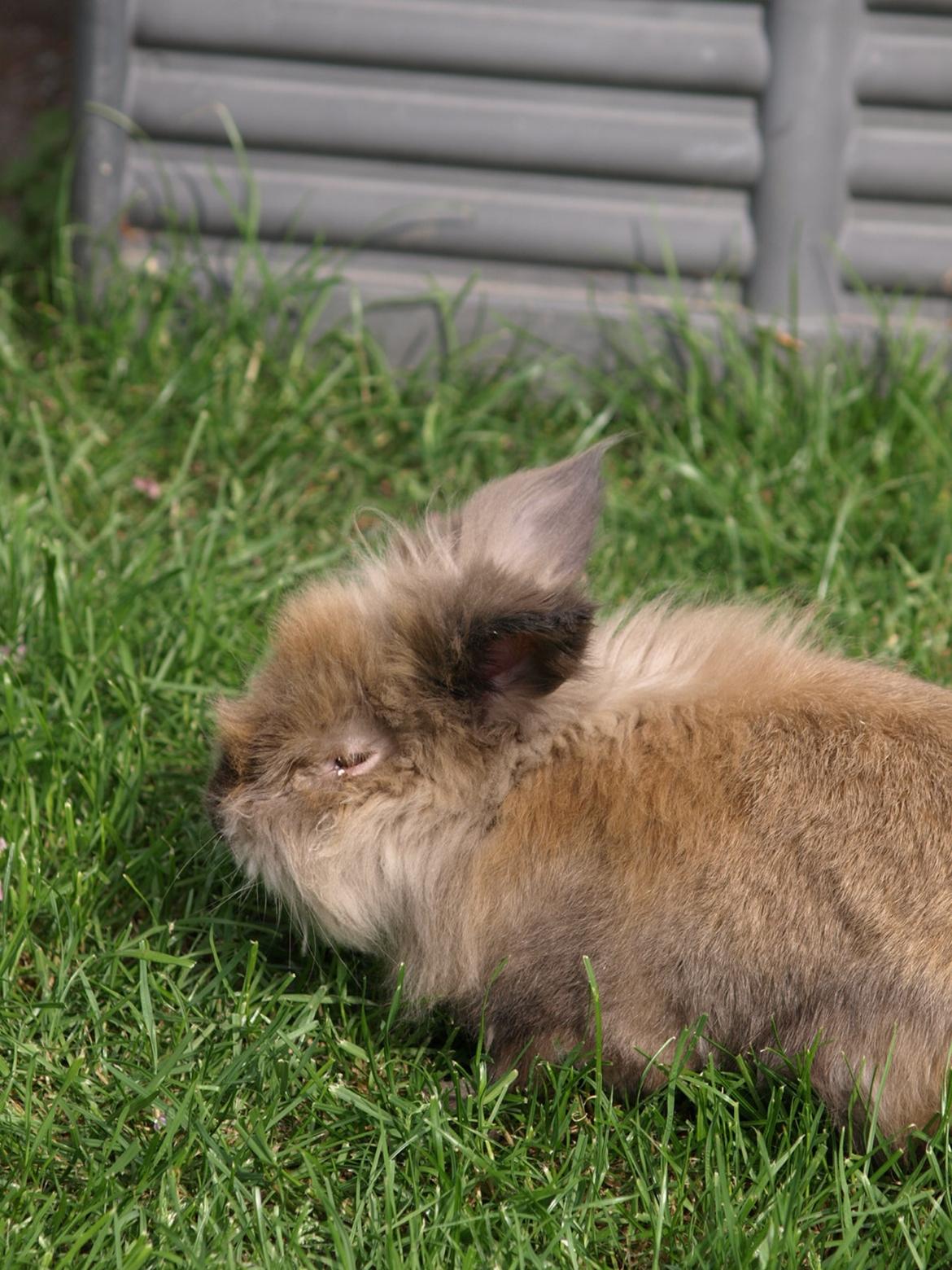 Kanin Stampe billede 2