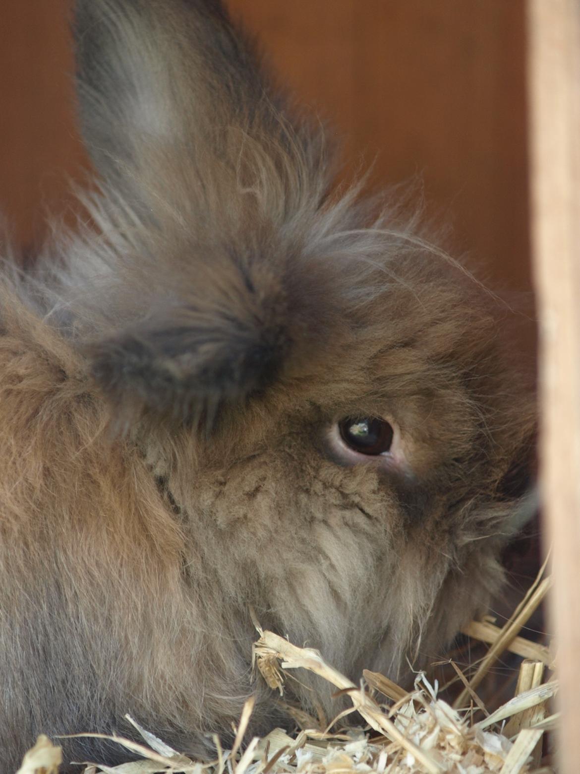 Kanin Stampe billede 7