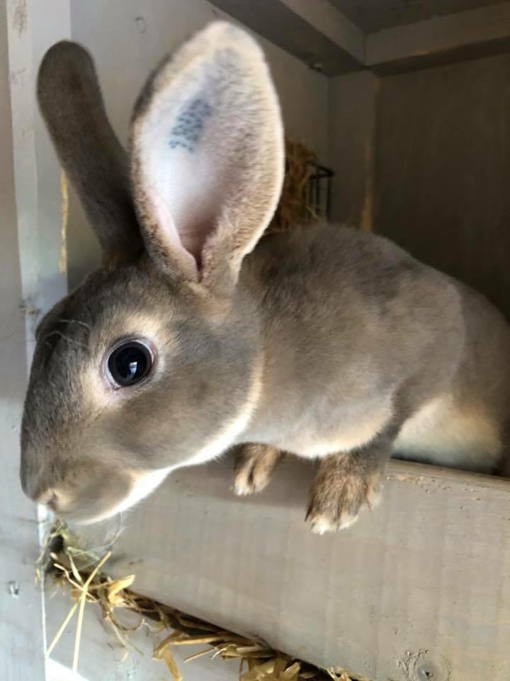 Kanin Phoebe billede 2