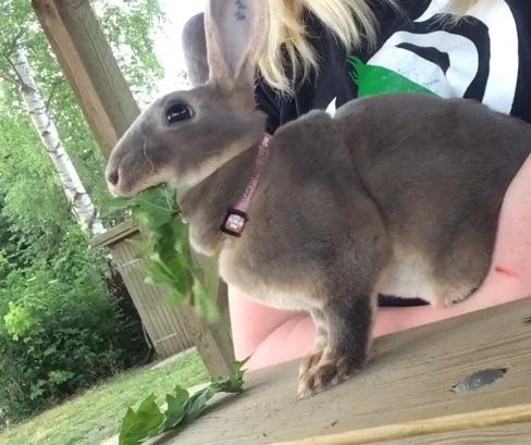 Kanin Phoebe billede 3