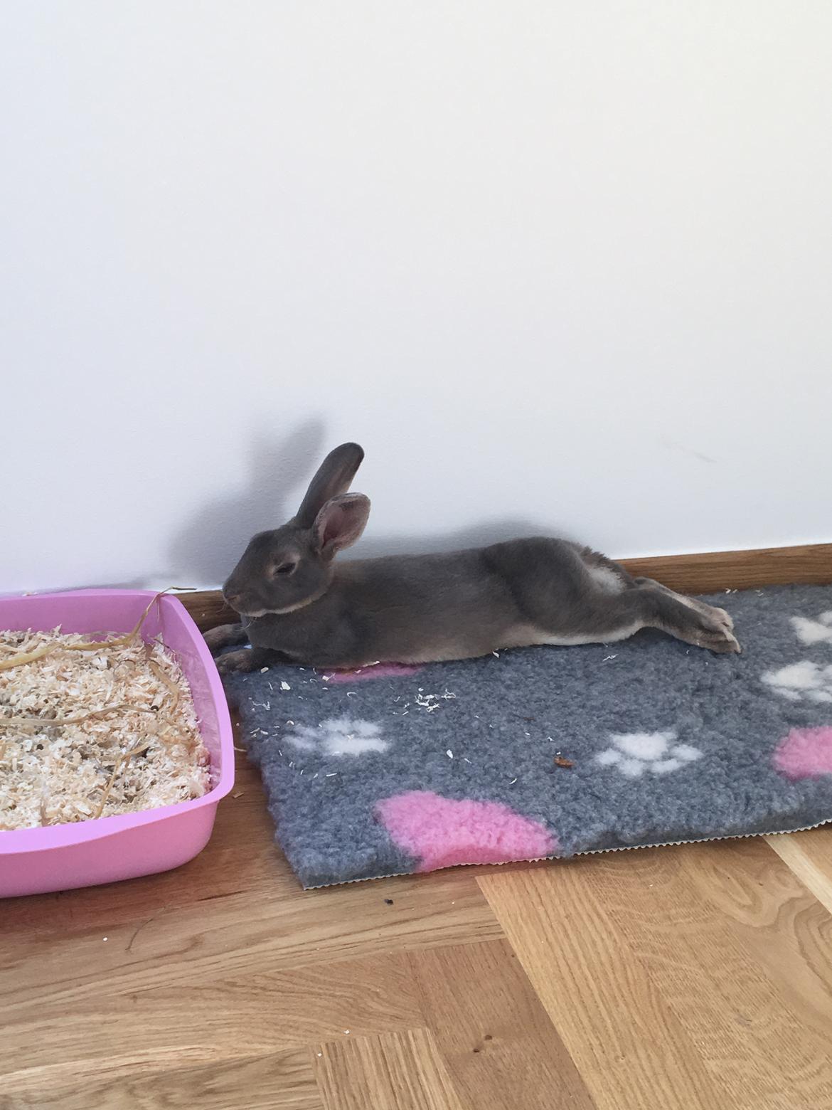 Kanin Phoebe billede 4