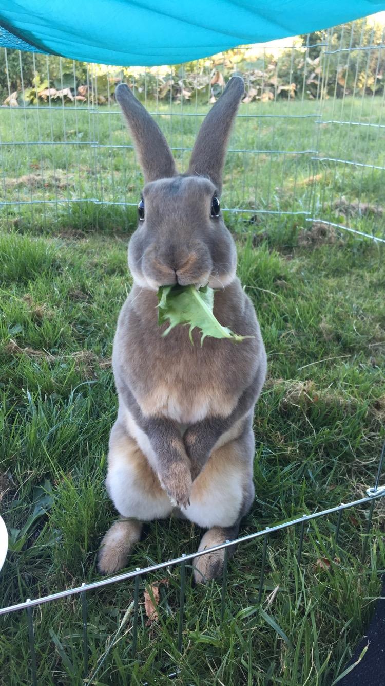 Kanin Phoebe billede 1