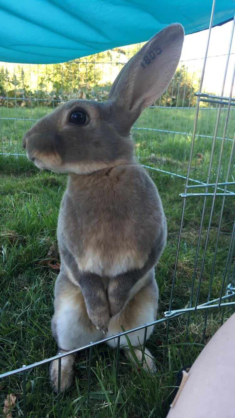 Kanin Phoebe billede 5