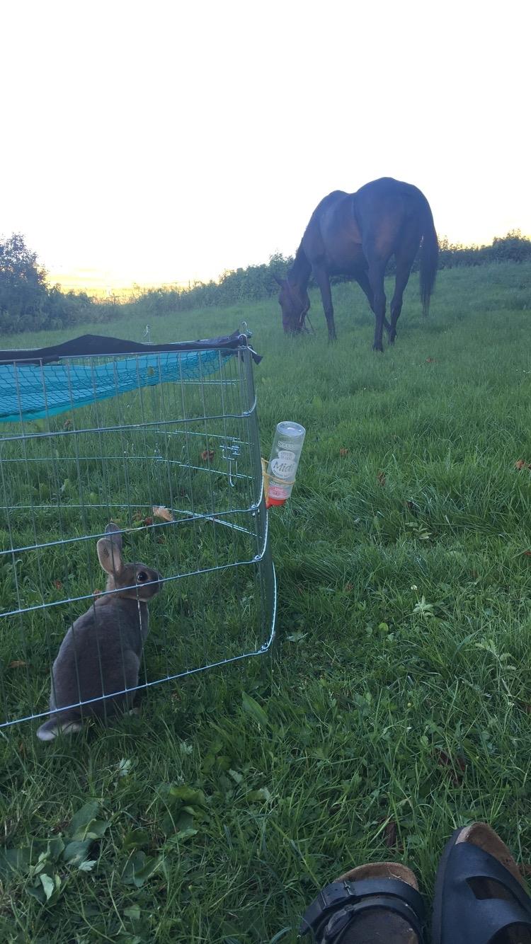 Kanin Phoebe billede 6