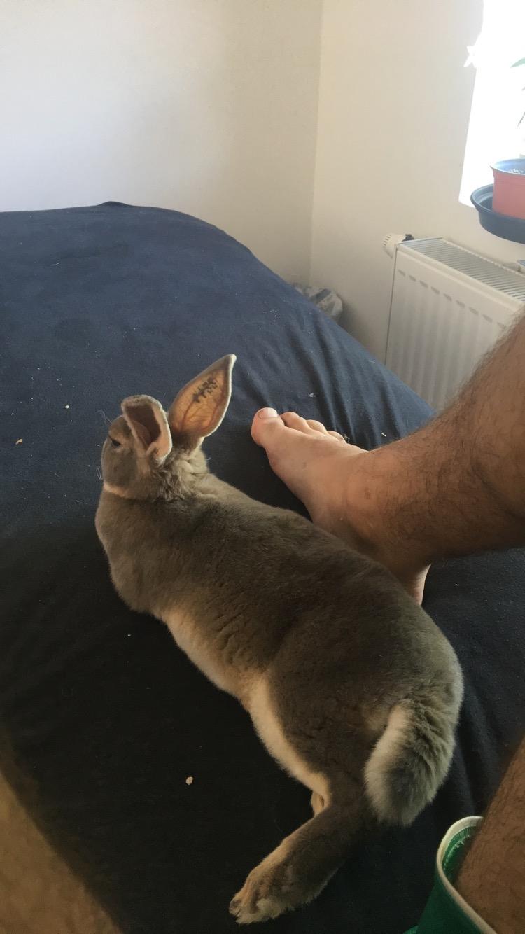 Kanin Phoebe billede 7