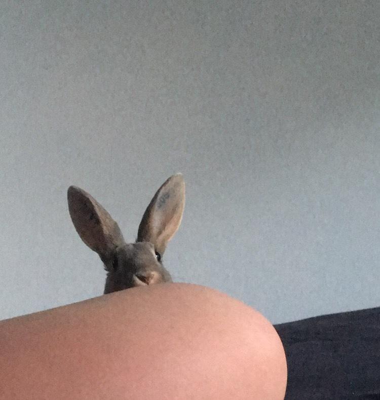 Kanin Phoebe billede 8