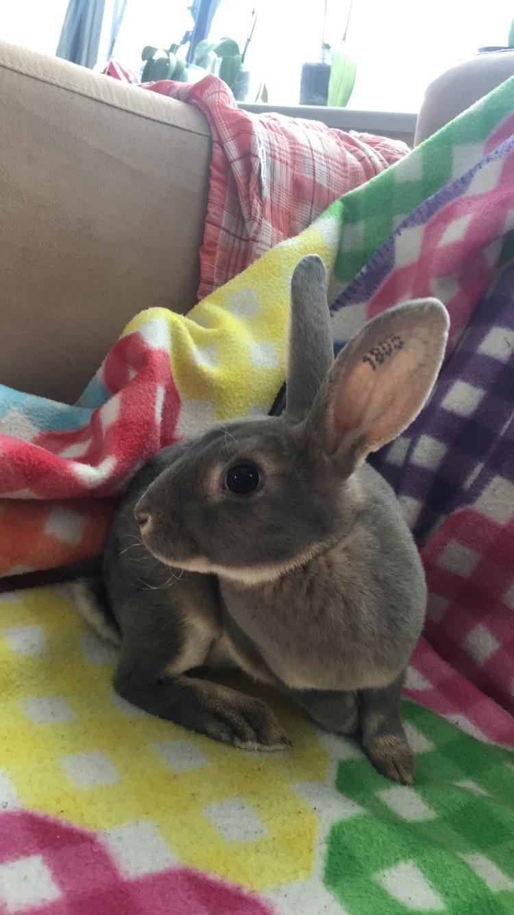 Kanin Phoebe billede 9