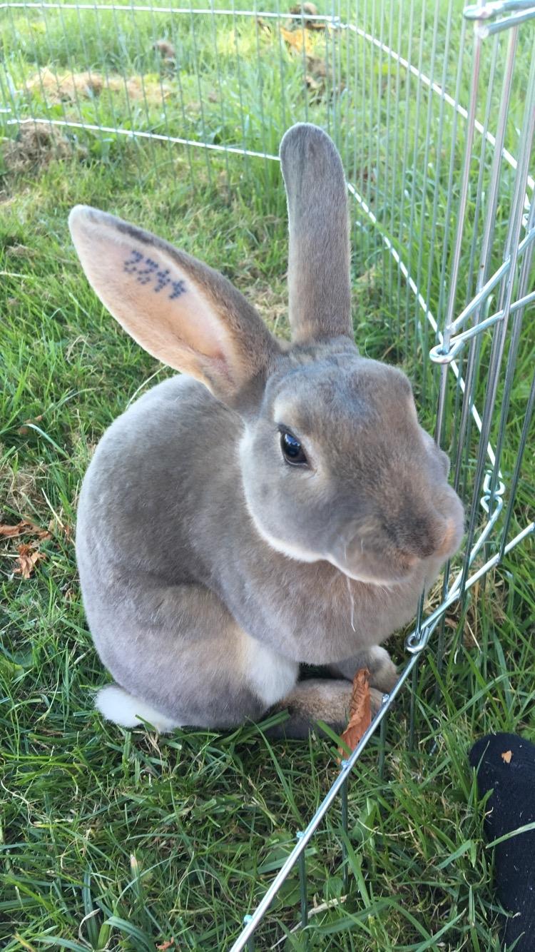 Kanin Phoebe billede 10