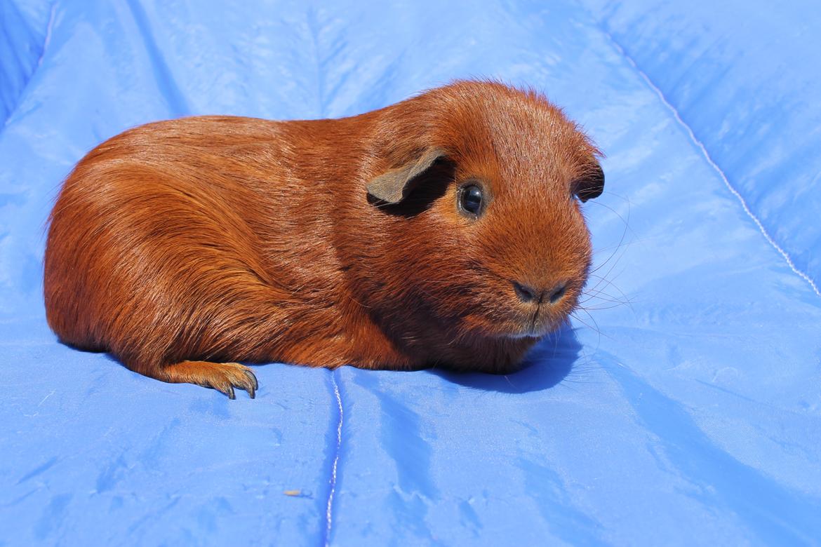 Marsvin Niffers MAESTRO billede 3