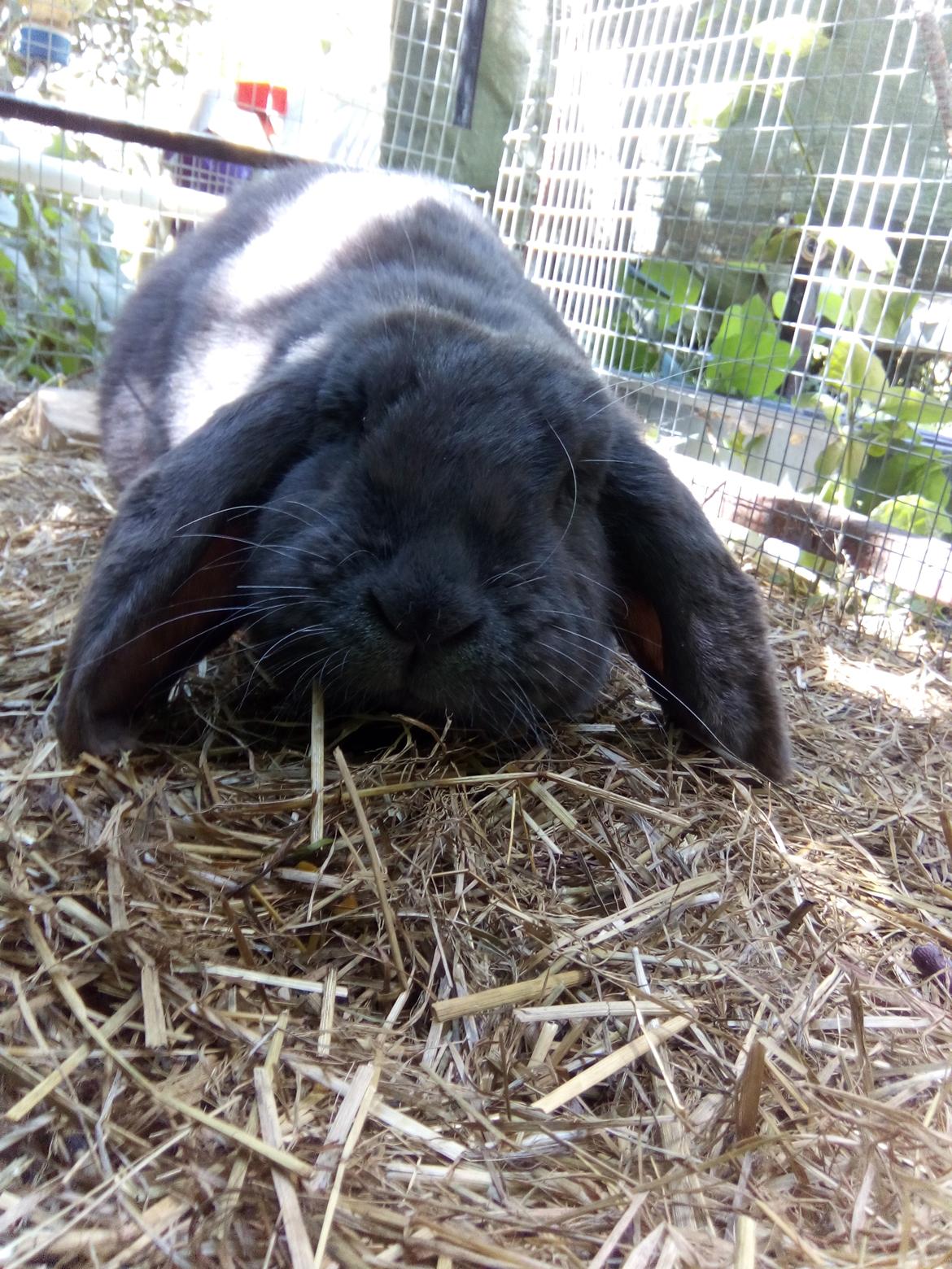 Kanin Karma fransk vædder  - Juni 2018 billede 11