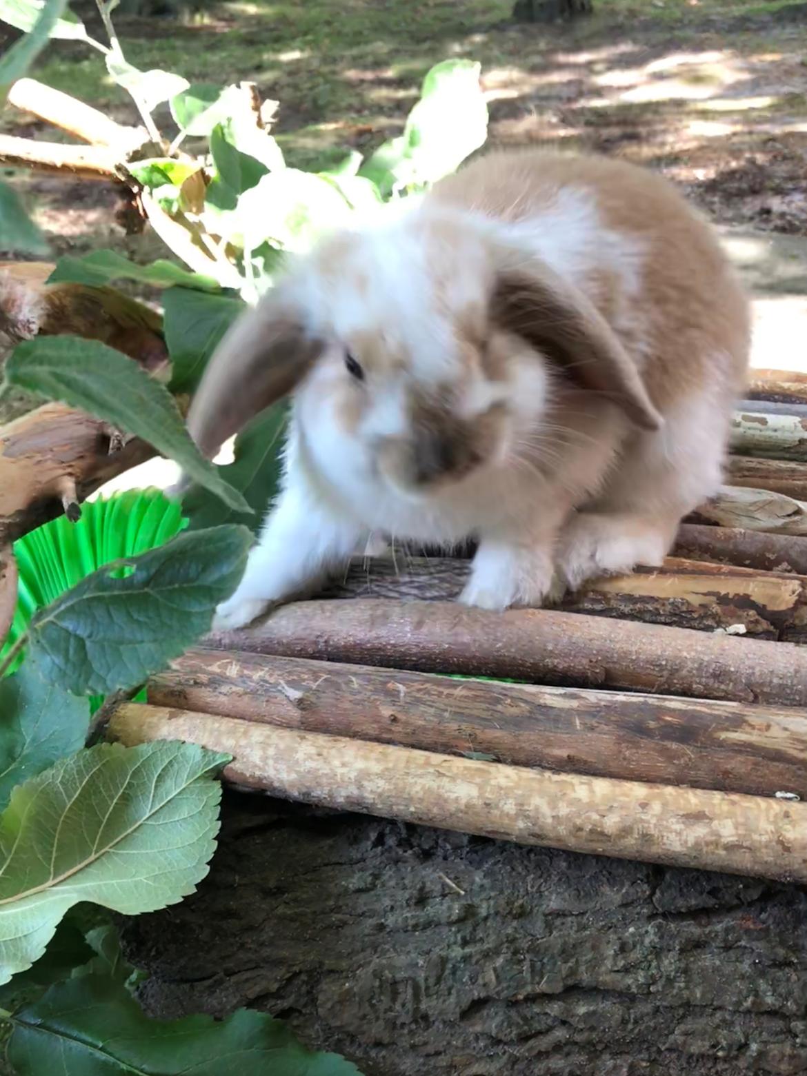 Kanin Pipi : mini lop billede 3