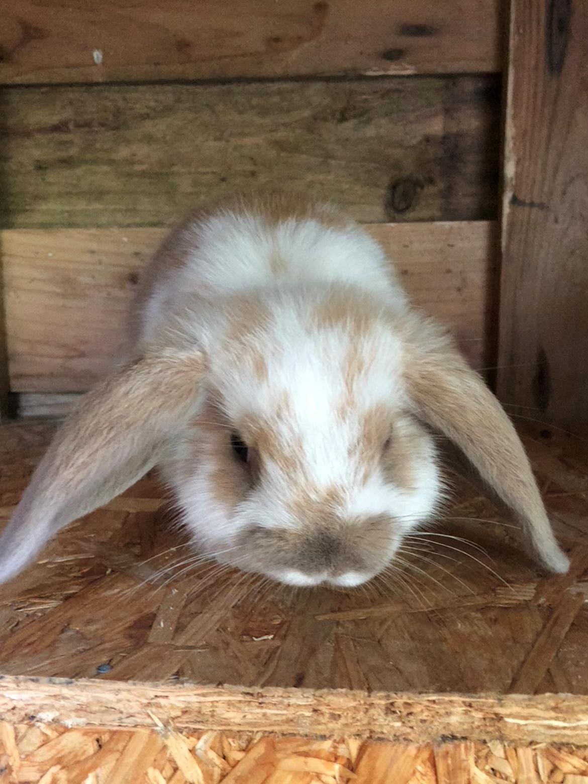 Kanin Pipi : mini lop billede 7