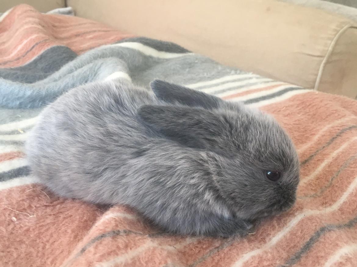 Kanin Minnie billede 5