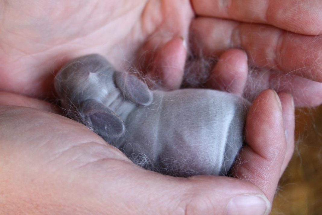 Kanin Minnie billede 9