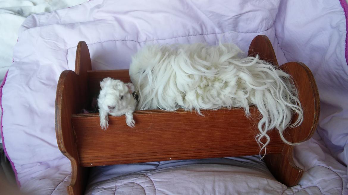 Marsvin Lillhagas Zanja - Zanja med storesøster Zniffie (Zniffie I) billede 16