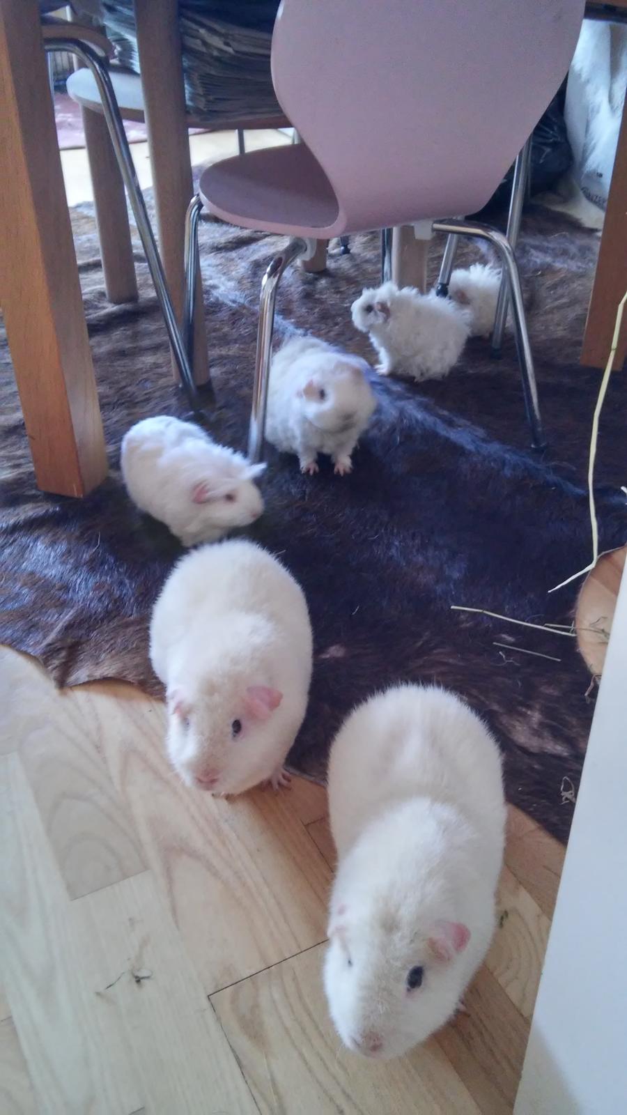 Marsvin Lillhagas Zanja - Susannes mutter på stribe for at få morgenpeberfrugt. Forrest Little Dreamer, derefter Liv, Zweetie, Zanja, Zniffie og Znøffie billede 12