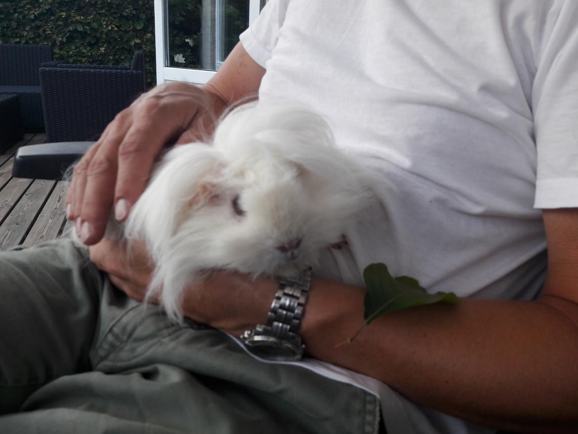 Marsvin Lillhagas Zanja - Zanja hos son far billede 10