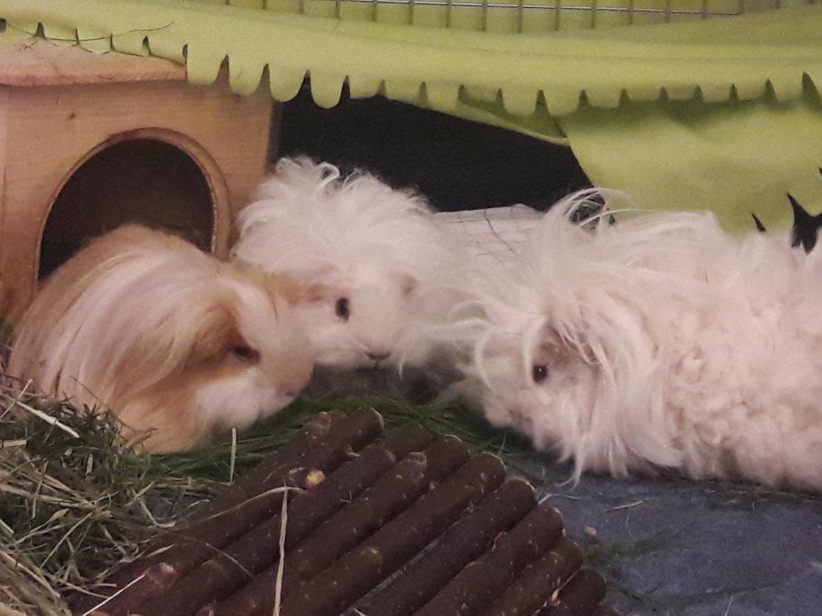 Marsvin Lillhagas Zanja - Valentin, Zanja og Zniffie 3 dage efter, at vi fik Zanja hjem billede 8