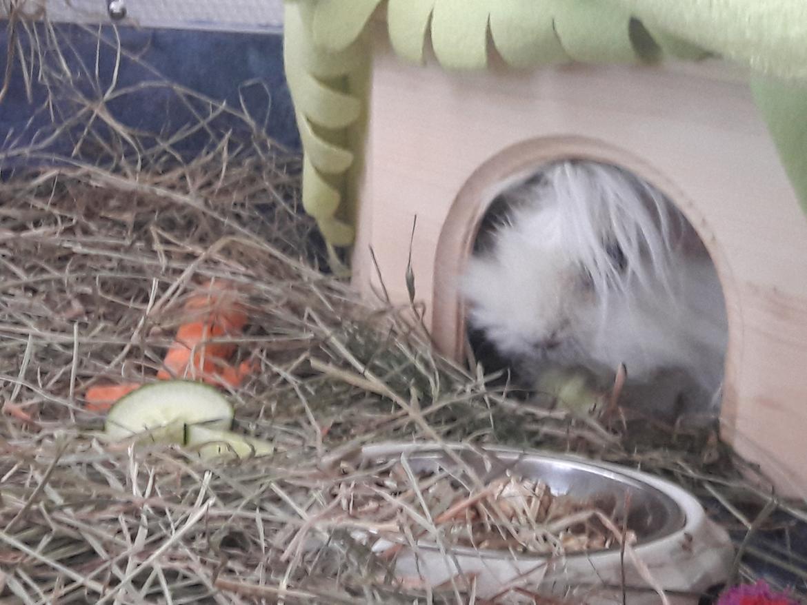 Marsvin Lillhagas Zanja billede 9