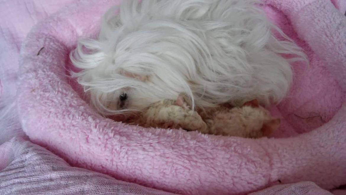 Marsvin Lillhagas Zanja - Zanja med nyfødte Zniffie, Znøffie og Znøffel billede 13