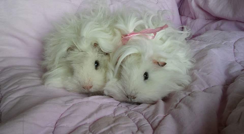 Marsvin Lillhagas Zanja - Zanjo og Zanja, da de lige var ankommet til Susanne iDanmark billede 2