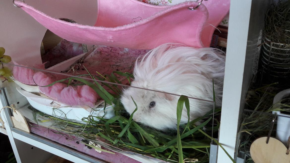 Marsvin Lillhagas Zanja billede 15