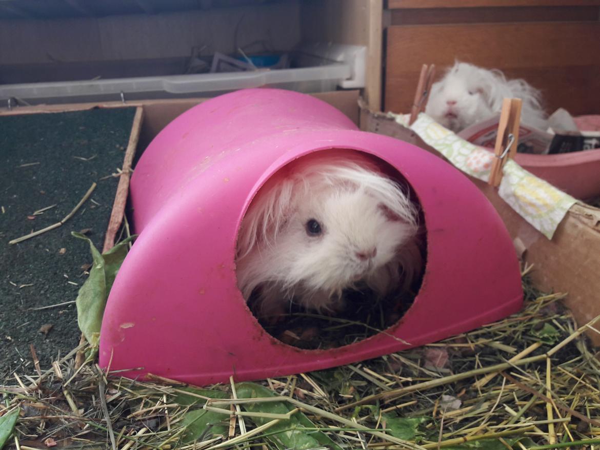 Marsvin Lillhagas Zanja - Zanja, da jeg var på besøg hos Susanne billede 11