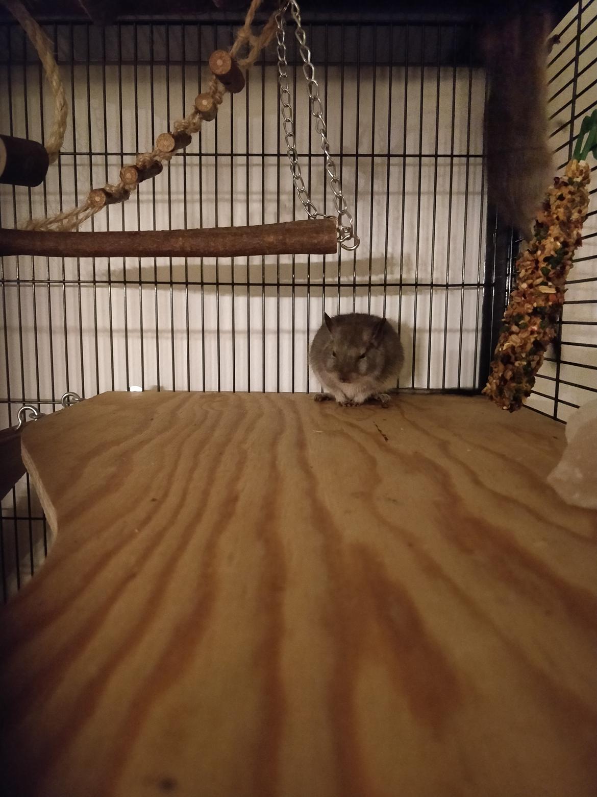 Degu Klik billede 4