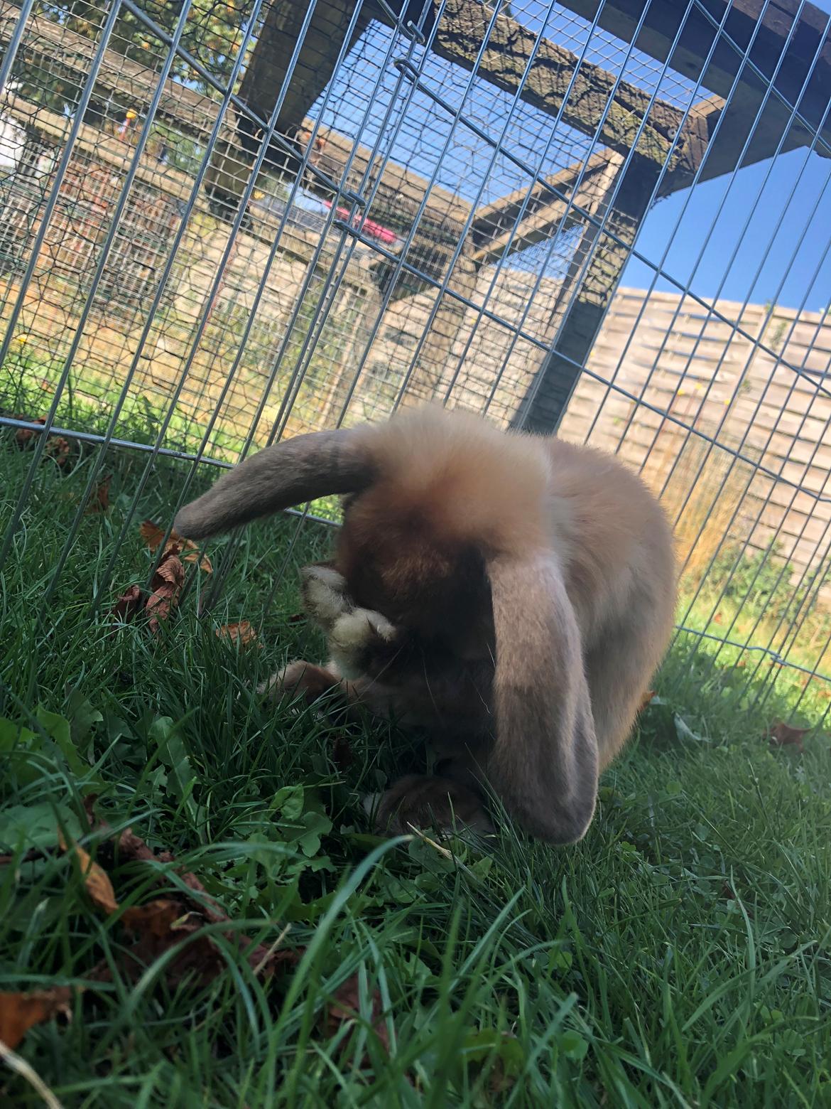 Kanin Hauges Oscar billede 5