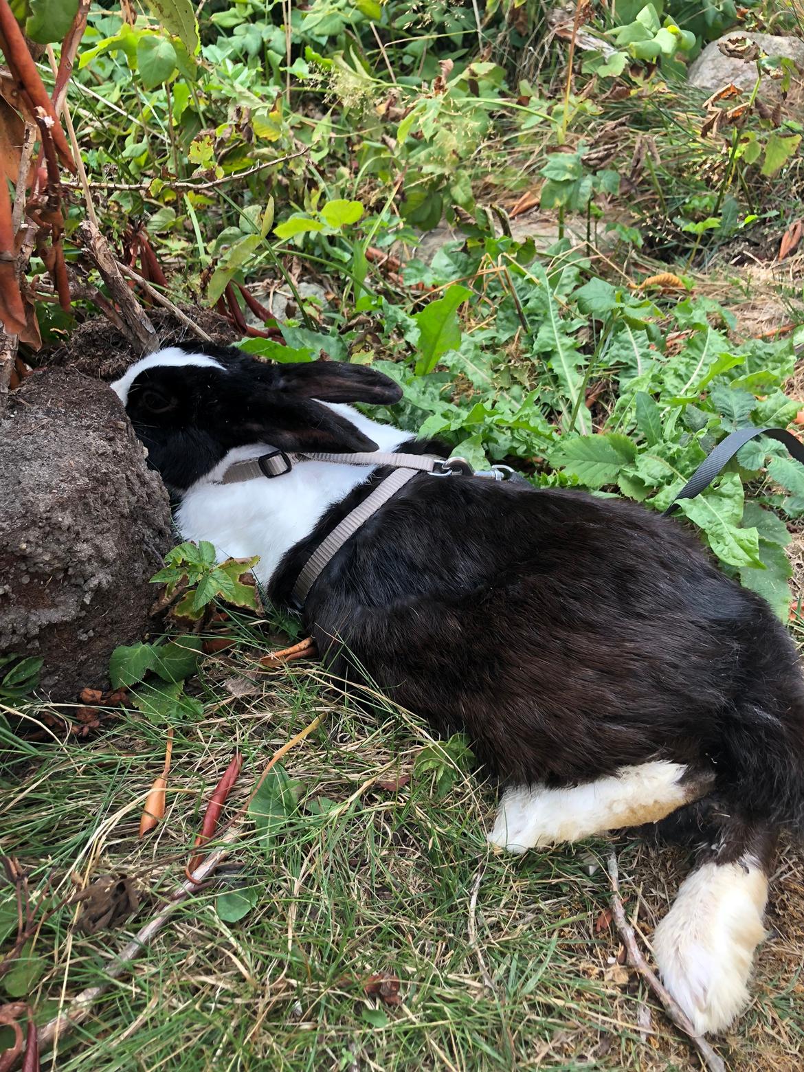 Kanin Mojoey billede 7