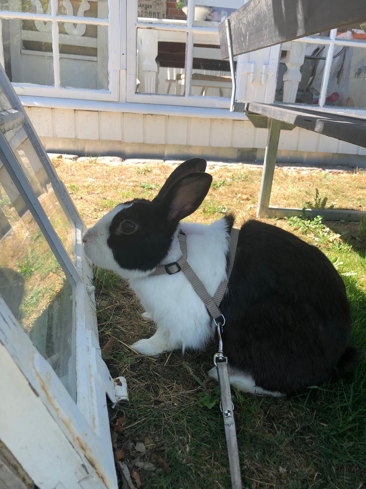 Kanin Mojoey billede 8