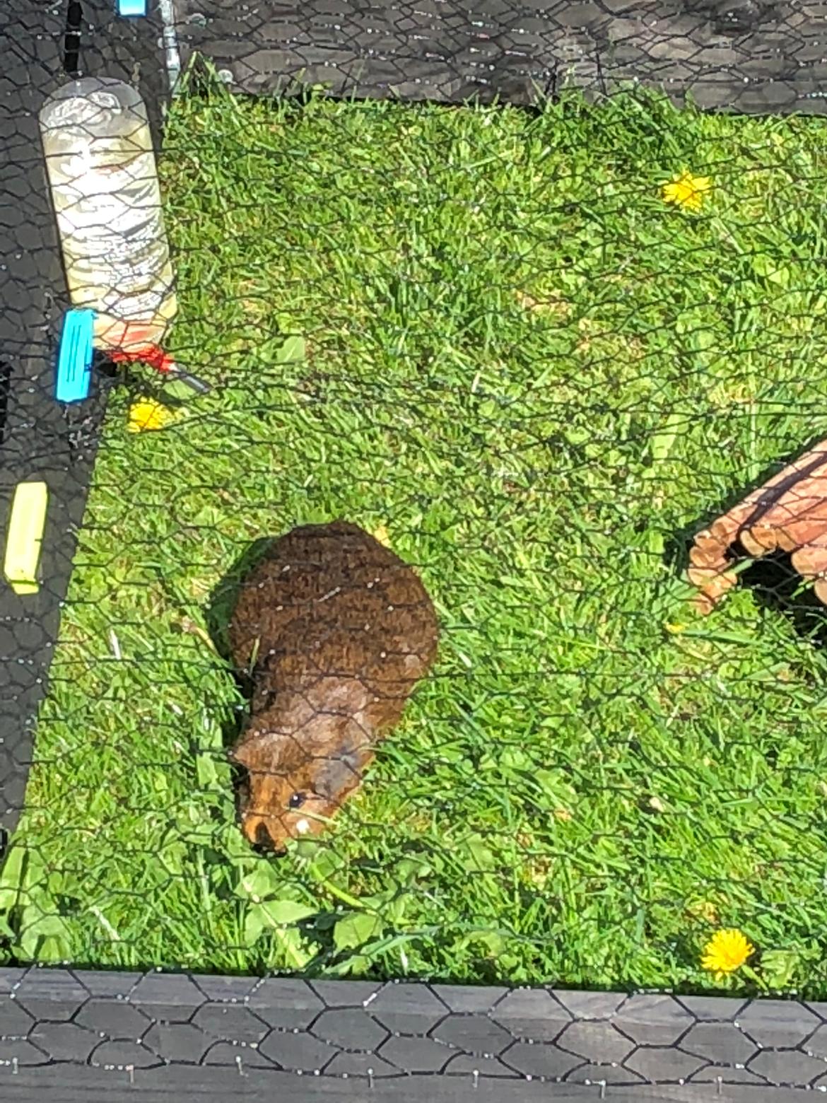 Marsvin Nutella billede 1