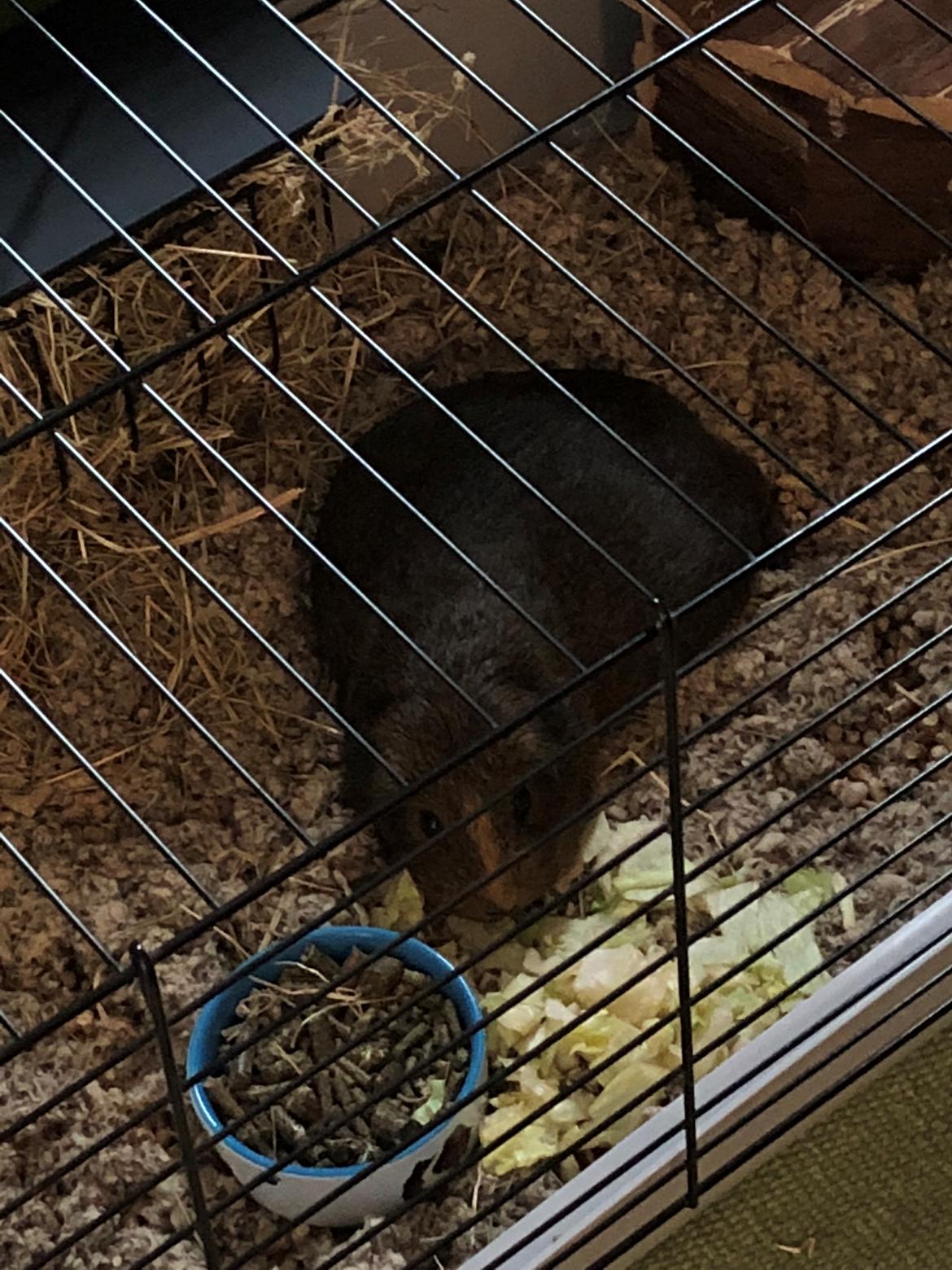 Marsvin Nutella billede 3