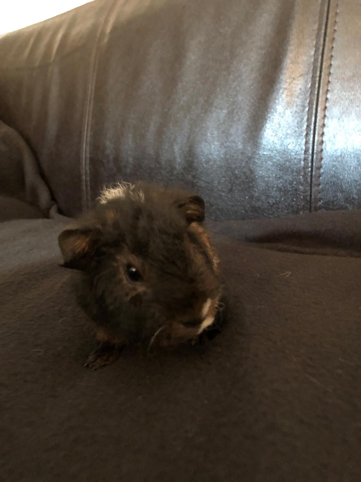 Marsvin Karsten billede 5