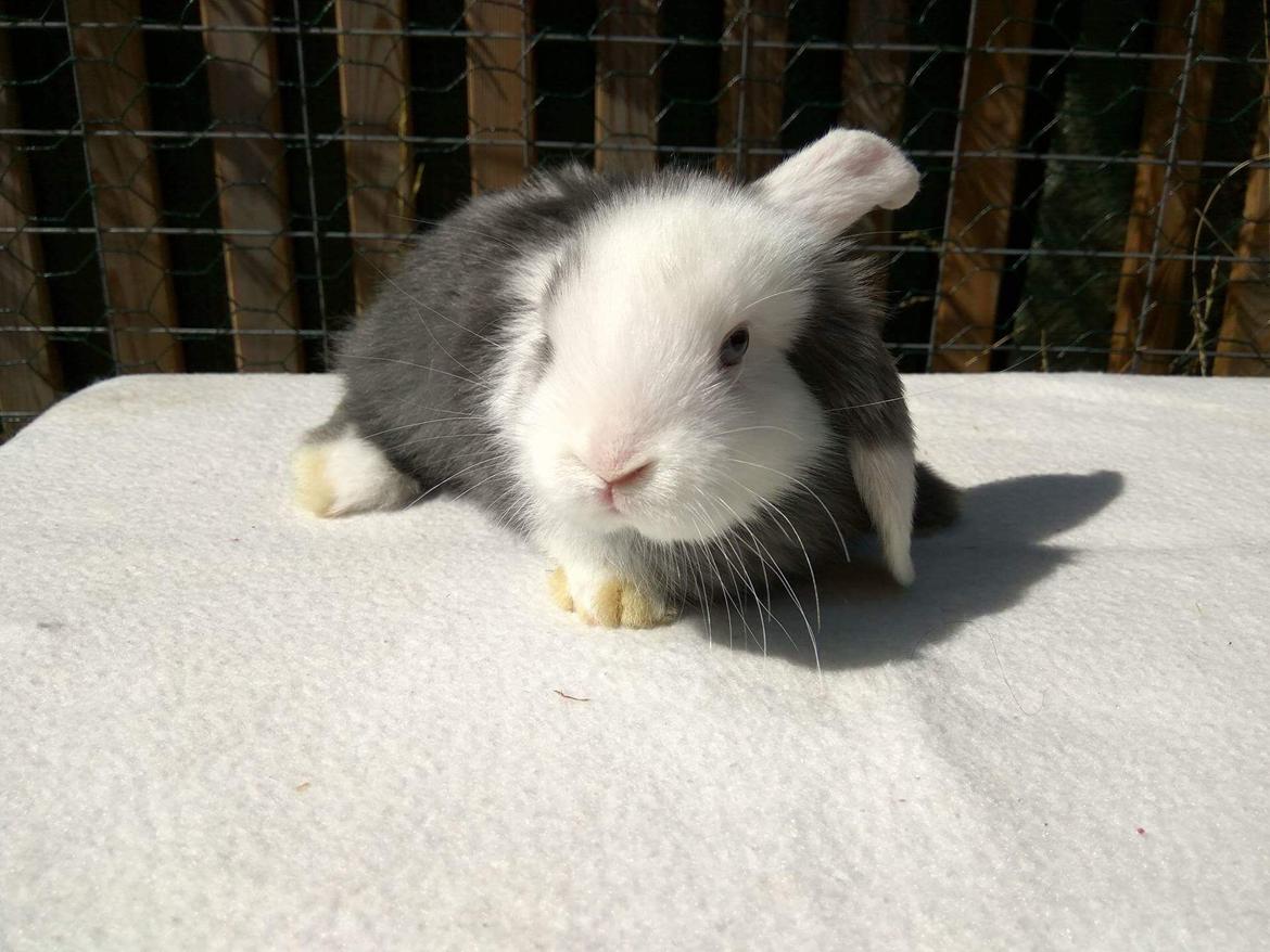 Kanin Bianca billede 2