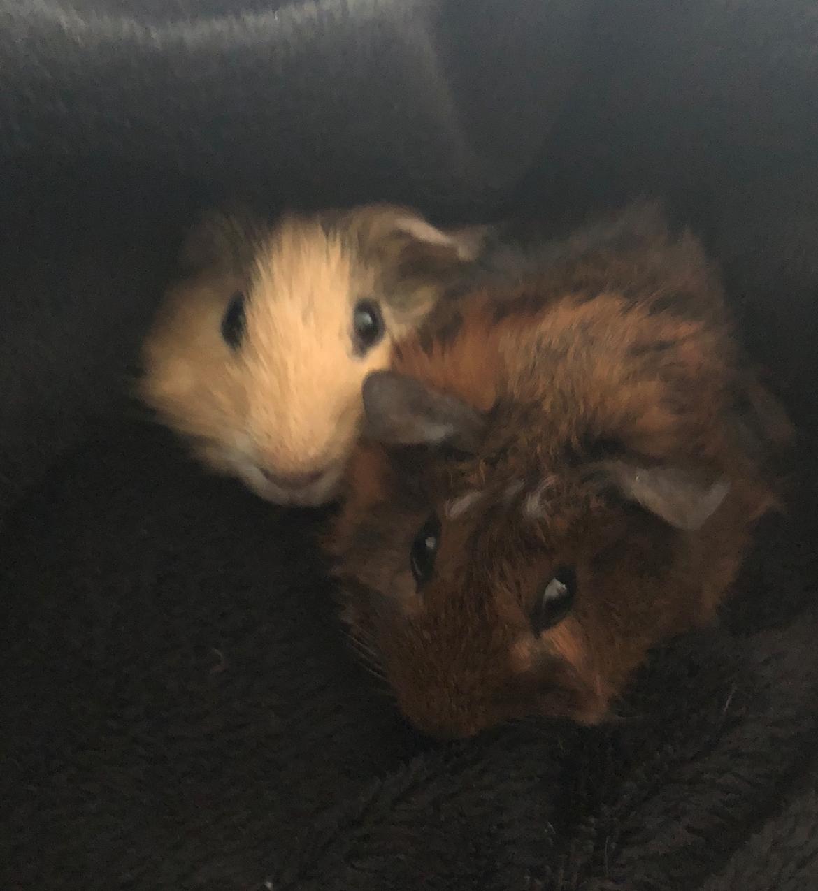 Marsvin Trøffel billede 1