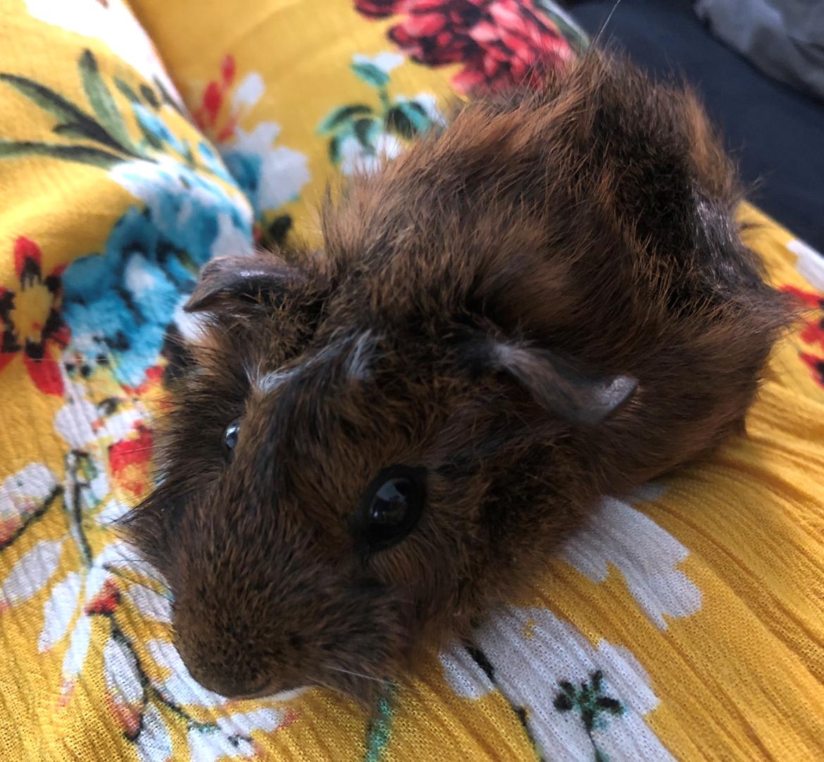 Marsvin Trøffel billede 2