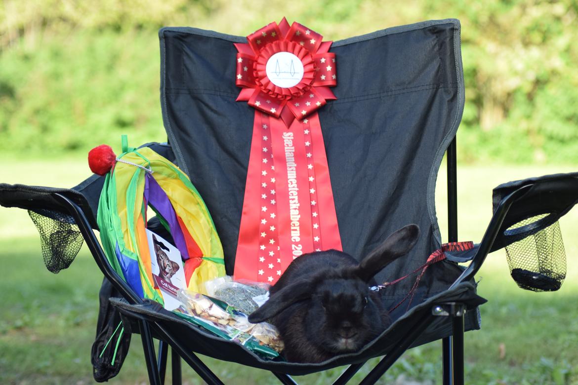 Kanin Pilens Kaikias billede 1