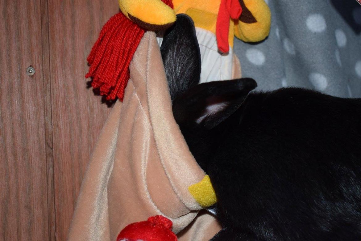 Kanin Pilens Kaikias billede 4