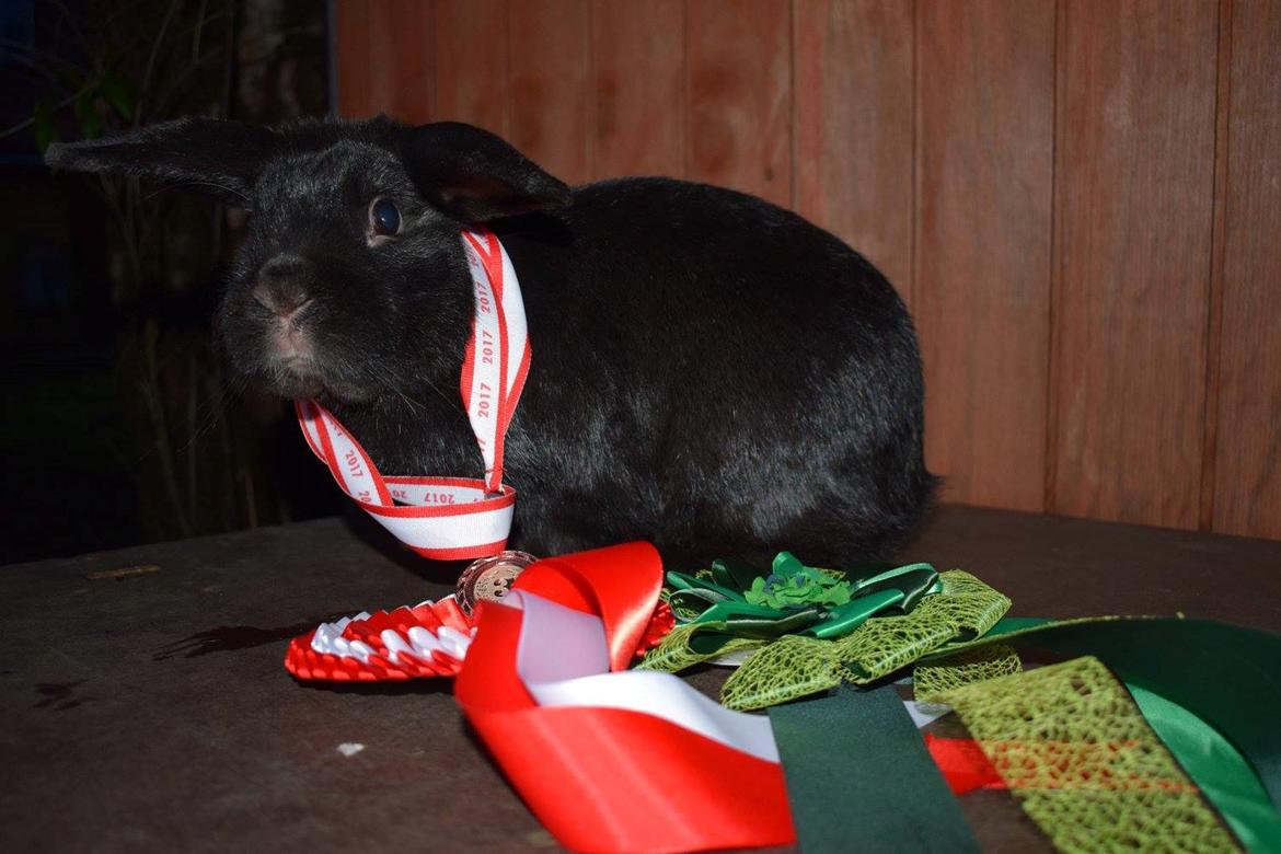 Kanin Pilens Kaikias billede 5