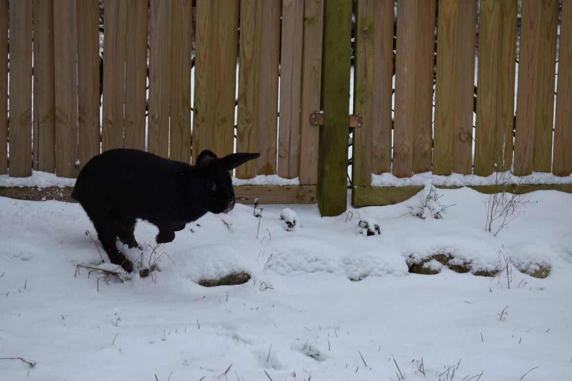 Kanin Pilens Kaikias billede 6