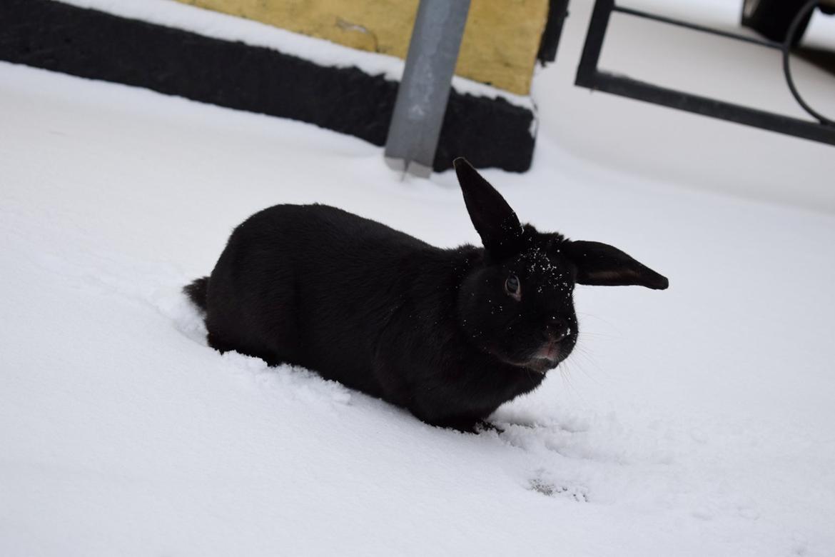 Kanin Pilens Kaikias billede 7