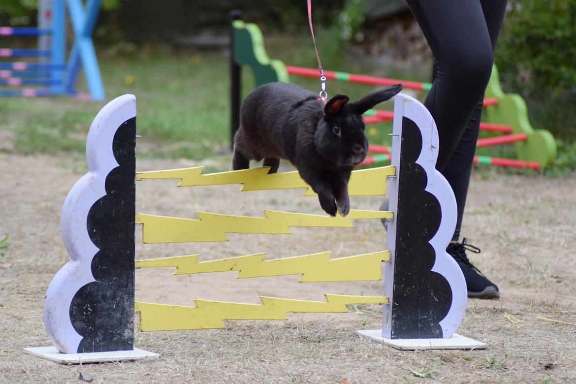 Kanin Pilens Kaikias billede 12