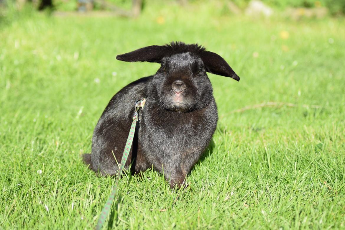 Kanin Pilens Kaikias billede 9