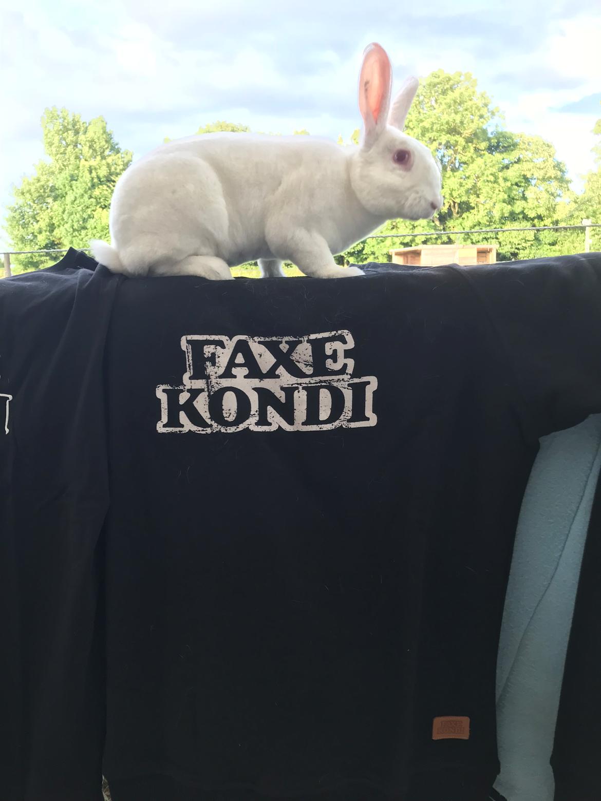 Kanin Faxe Kondi (himmelkanin) - Sponsor gave fra Faxe Kondi billede 11